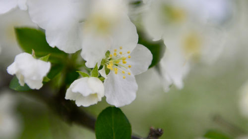 Close-up of white flowering plant