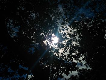 Low angle view of sunlight streaming through silhouette trees