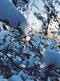 Close-up of frozen plant during winter