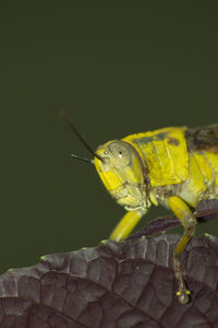 Close-up of insect on leaf