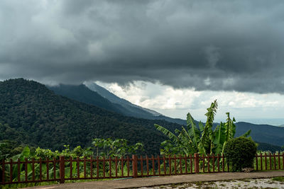 Scenic view of vineyard against sky