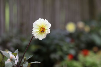 Close-up of white flowering plant