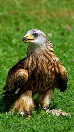 Close-up of a falcon on field