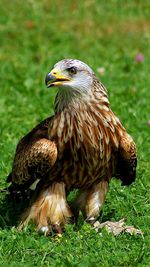 Close-up of eagle on field