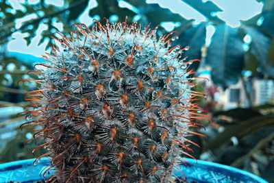 Close-up of cactus plant