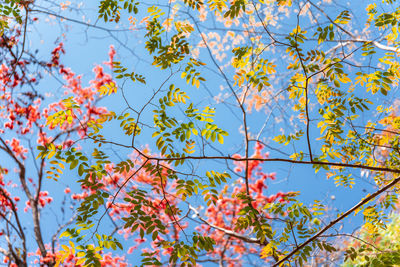 Low angle view of trees against blue sky