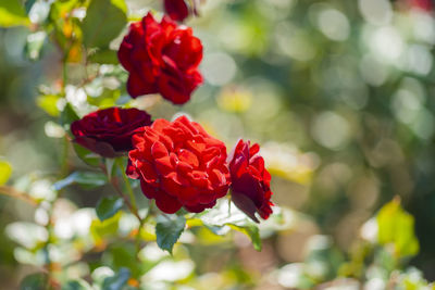 Close-up of red rose