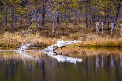 Bird flying over lake