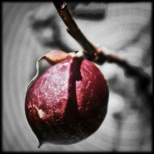 Close-up of cherries on tree