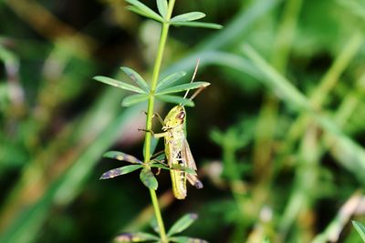 Close-up of insect on plant