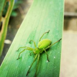 Close-up of insect on leaf