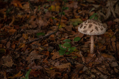 Close-up of mushroom growing on field