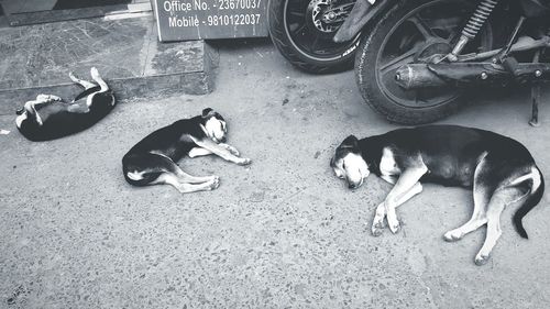 High angle view of dogs sleeping on street