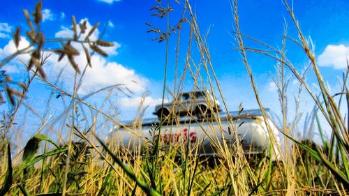 Plants growing on field against blue sky