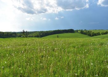 Scenic view of agricultural field against sky