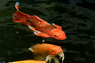 High angle view of koi fish in lake