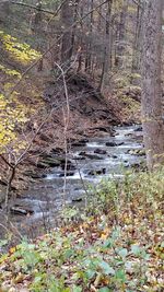 Plants growing by stream in forest