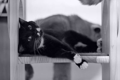 Close-up portrait of cat