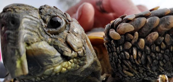 Close-up of a turtle