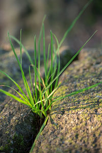 Close-up of grass growing on field