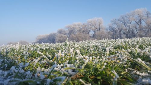 Scenic view of snow covered field against sky