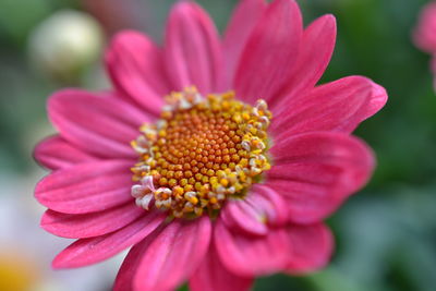 Close-up of pink flower