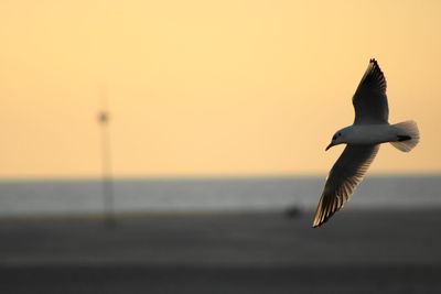 Seagull flying over sea against sky during sunset