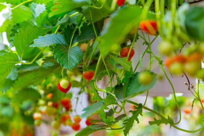 Close-up of berries growing on tree