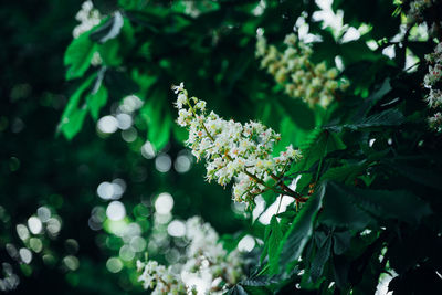 Close-up of white flowering plant