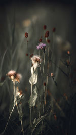 Close-up of wilted flower on field