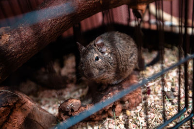 Beautiful chilean squirrel in a cage