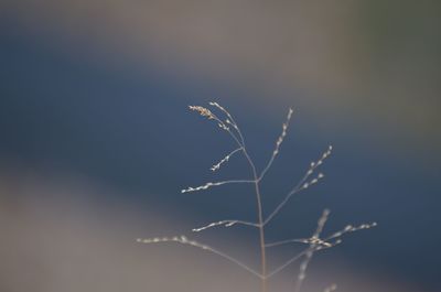 Low angle view of plant against sky at night