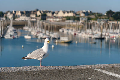 Seagull perching on retaining wall by sea