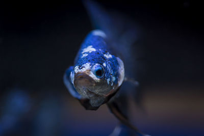 Close-up of blue turtle on black background