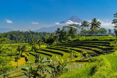 Scenic view of rice field against sky
