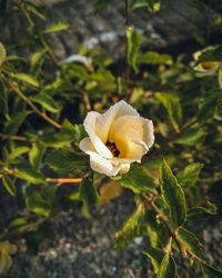 Close-up of white flowering plant