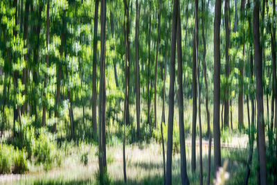 Trees in forest