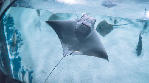 Close-up of fish swimming in aquarium