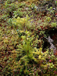 Plants growing in forest