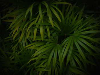 Full frame shot of plants at night