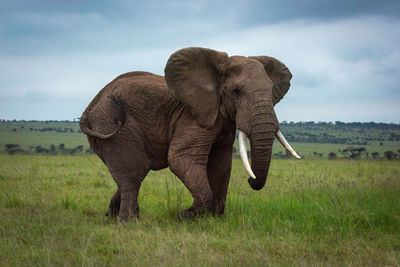 African bush elephant walks through grassy plain