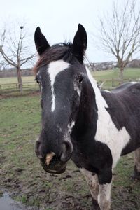 Horse standing on field