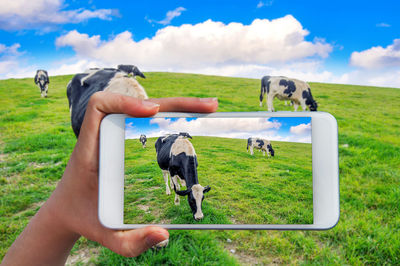 Cropped hand of person photographing cows on field against sky