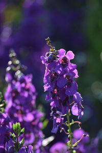 Close-up of purple flowering plant