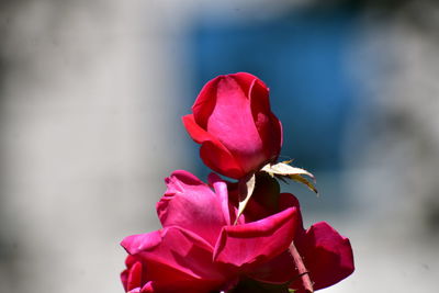 Close-up of pink rose