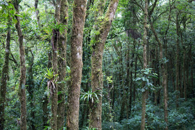 Trees in forest