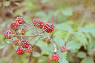 Close-up of cherries growing on tree