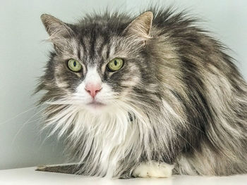 Close-up portrait of a cat