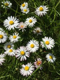 Close-up of white daisy flowers blooming in field