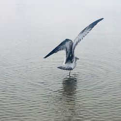 Bird flying over lake